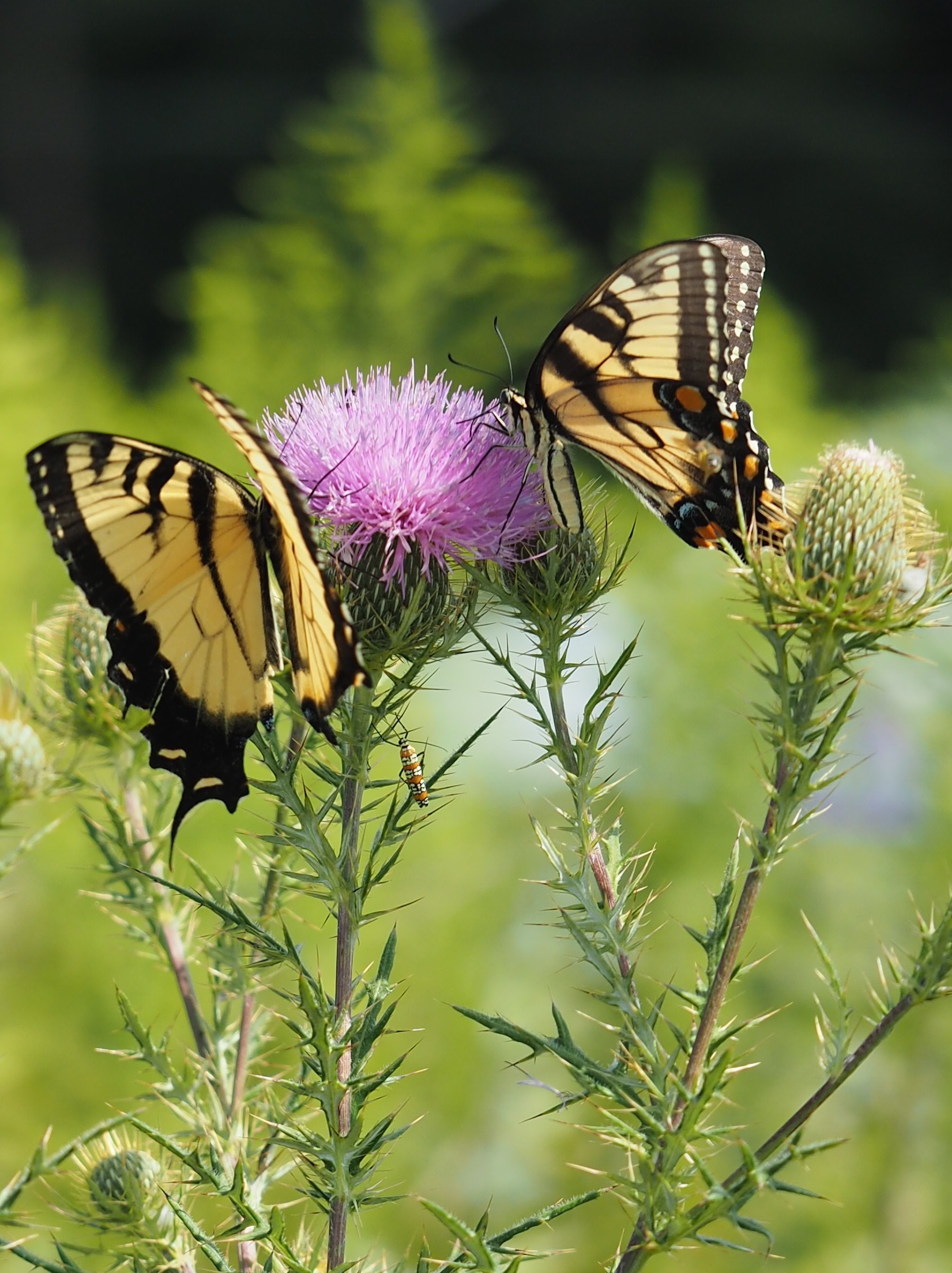 Pollinator Gardens - Garden Talk: Pollinator Gardens