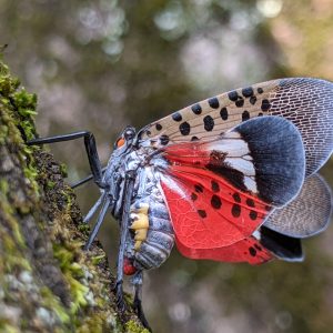 SLF Adult Wings Open MFPM 002 300x300 - The Search for the Spotted Lanternfly