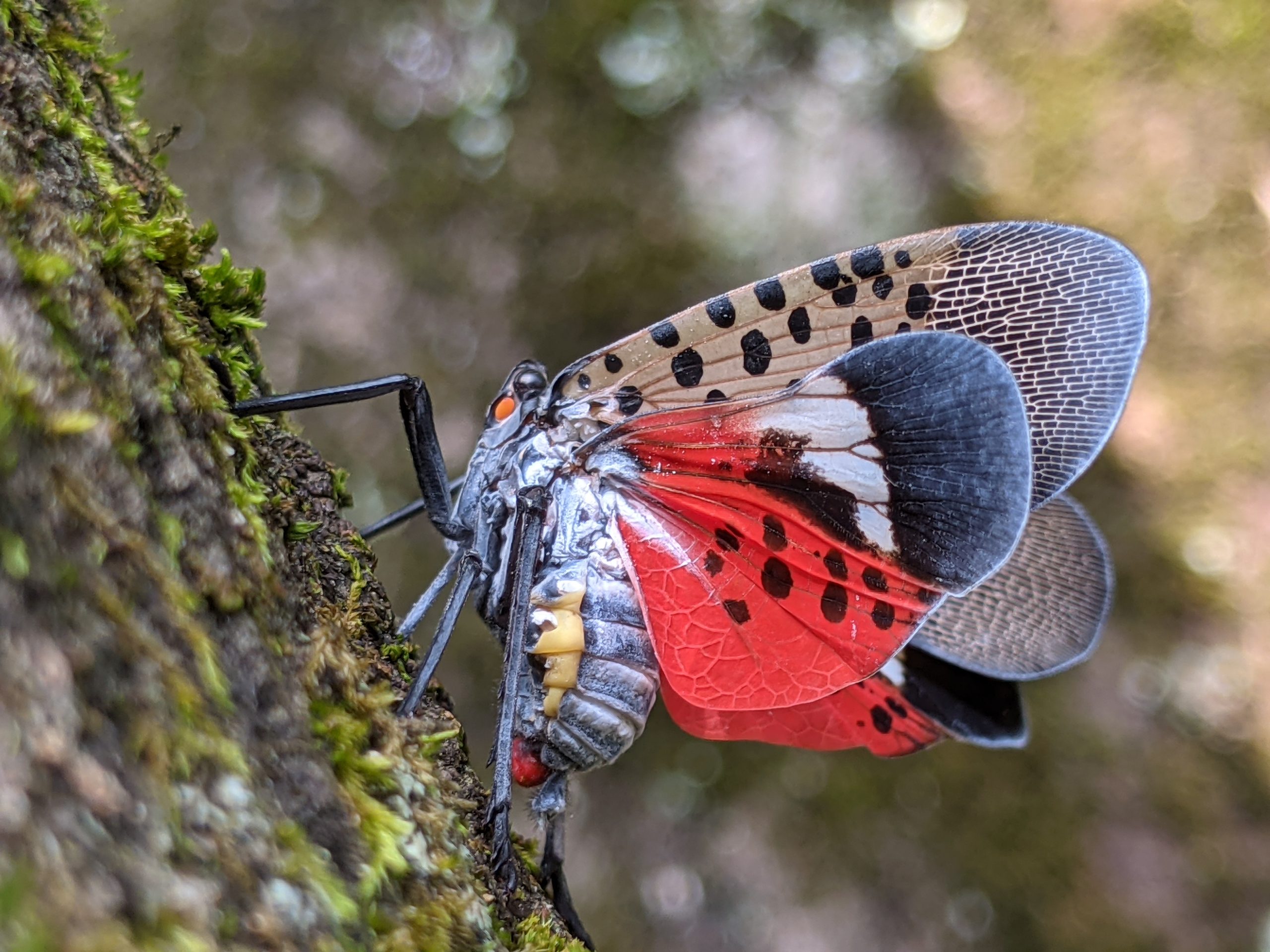 SLF Adult Wings Open MFPM 002 scaled - The Search for the Spotted Lanternfly