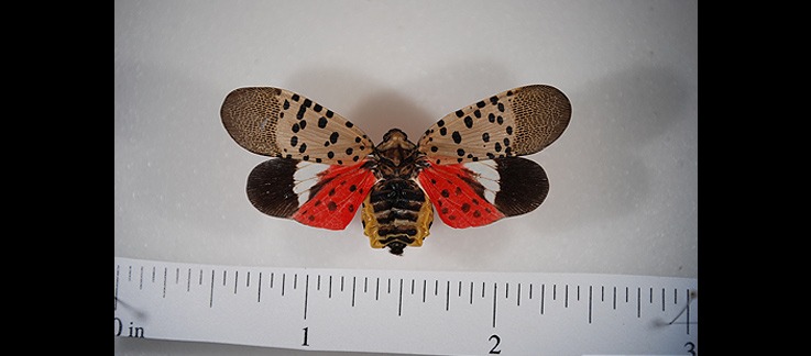 SLF Pinned Adult - The Search for the Spotted Lanternfly