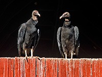 black vulture 1593 2002 - Bird Walk at Merrimac Farm with PWCA