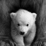 polar bear 150x150 - International Polar Bear Day