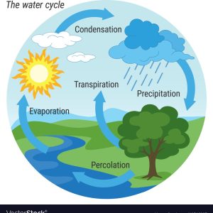 water cycle colour vector 18516227 1 300x300 - Mini-Water Cycle: Presented by Prince William County Service Authority